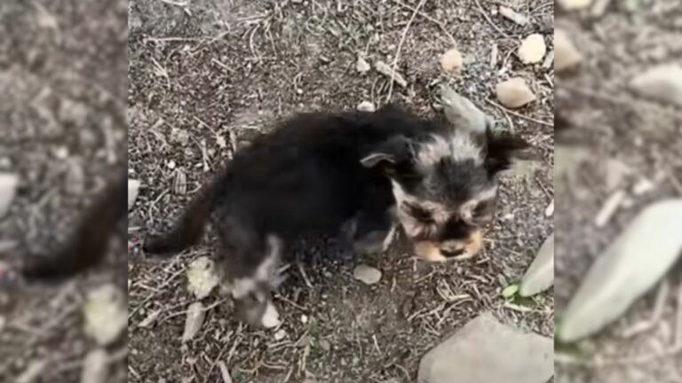 malnourished puppy on a highway