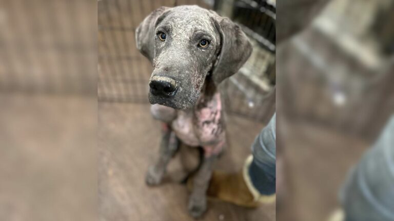 dog with skin problems