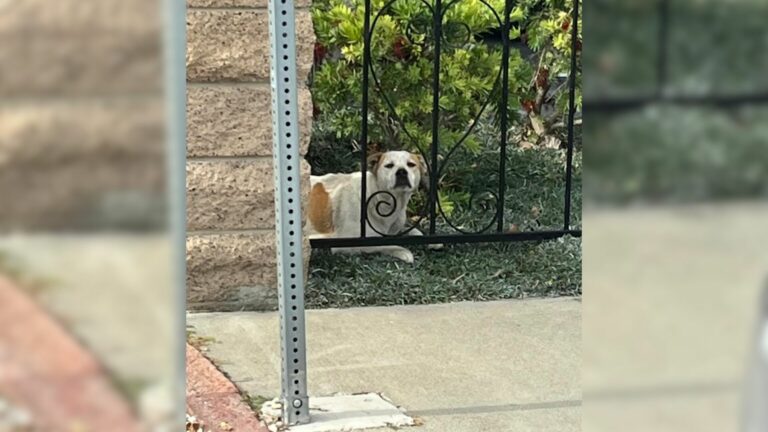 dog laying on the grass
