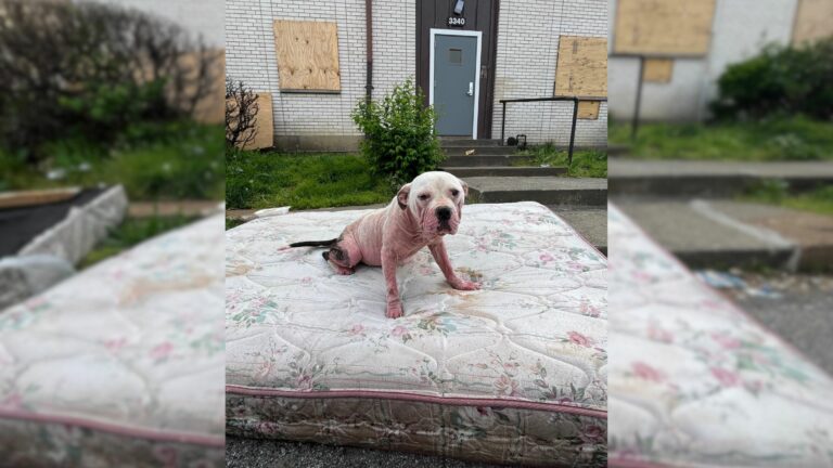 stray dog on a mattress
