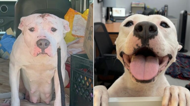 scared mama dog found with puppies