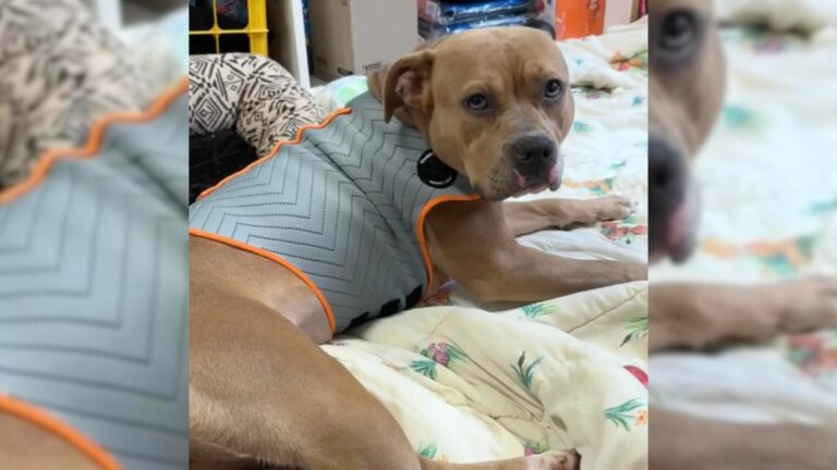 scarred pittie