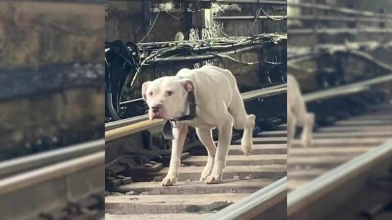 scared pup on railroad