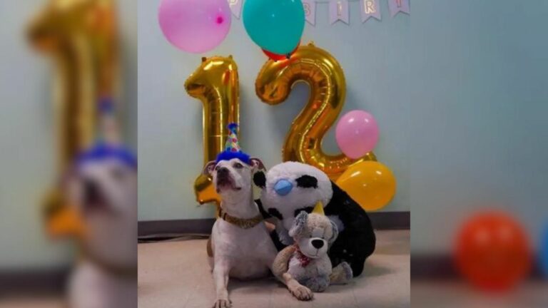 senior dog returns to shelter