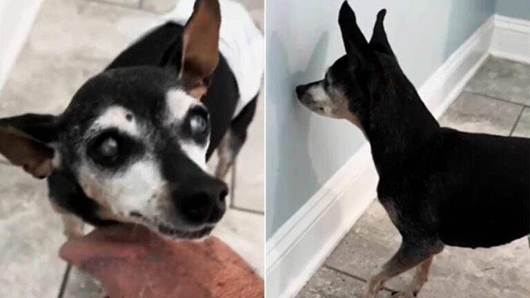 senior dog with dementia