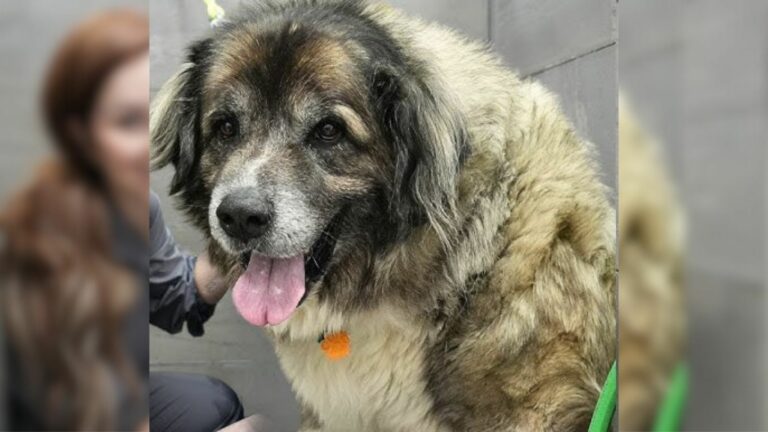 shelter dog got removed fur