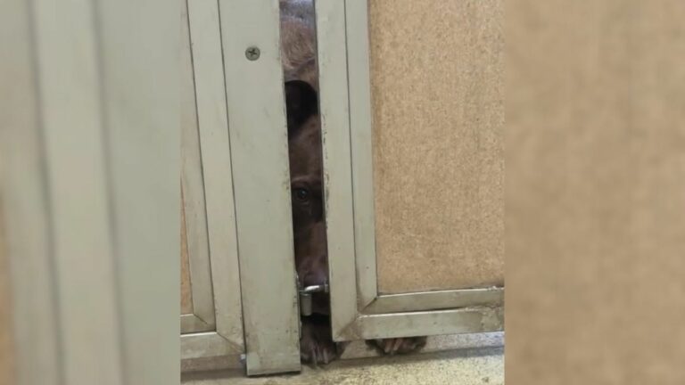 dog peeking