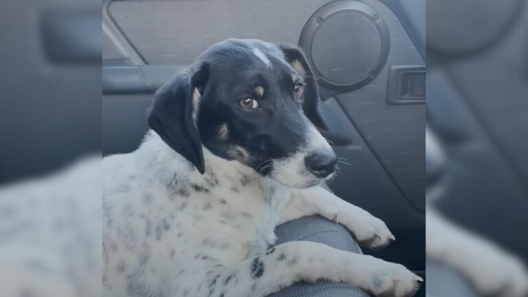 shivering dog found on the street