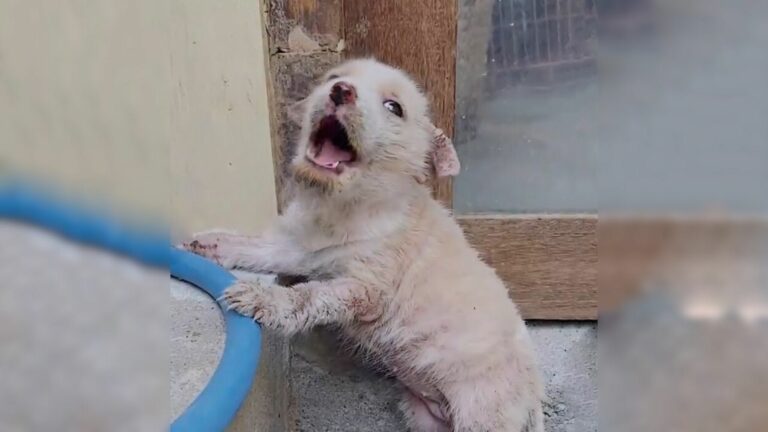 abandoned puppy happy again