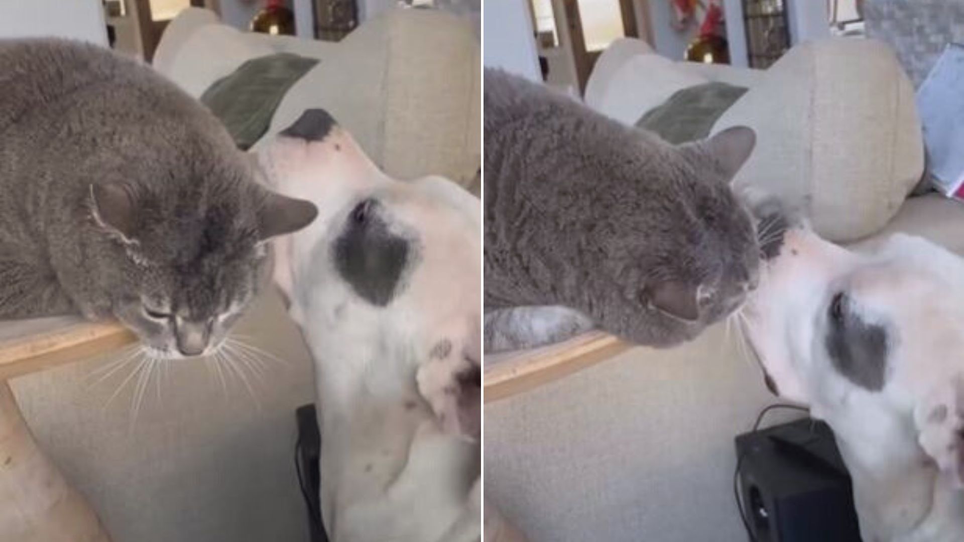 skinny rescued pitbull