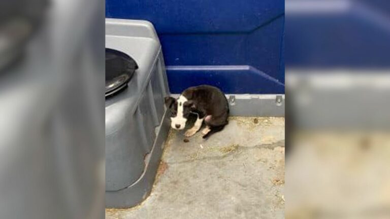 abandoned puppy in an outdoor toilet