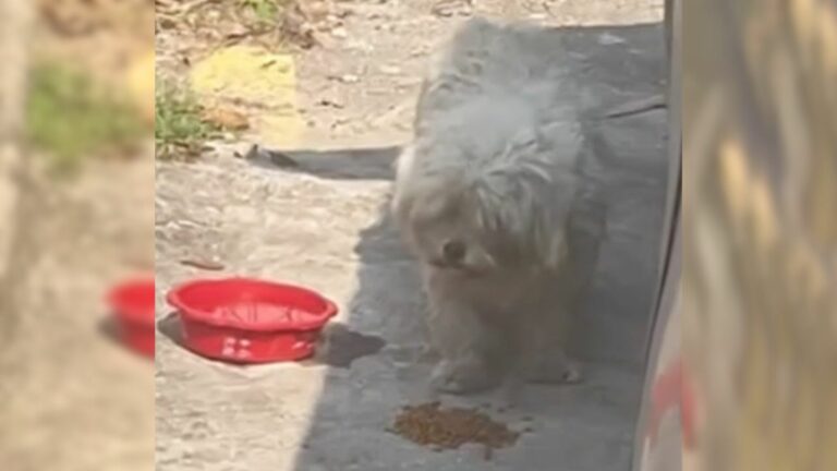 stray pup