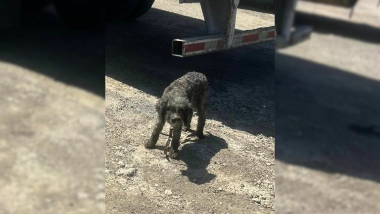 pup in a truck yard