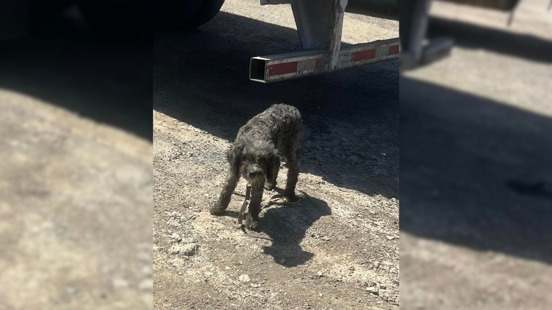 pup in a truck yard