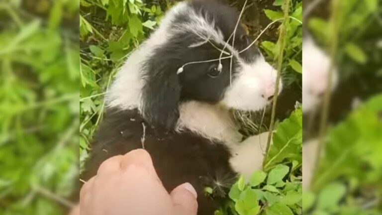 terrified doggo tried to run away