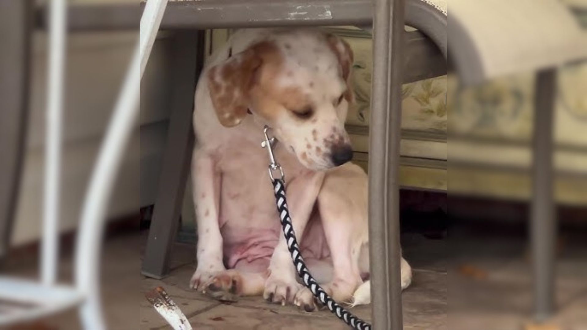 Sad puppy under table
