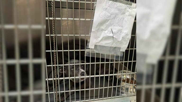dog with tears abandoned