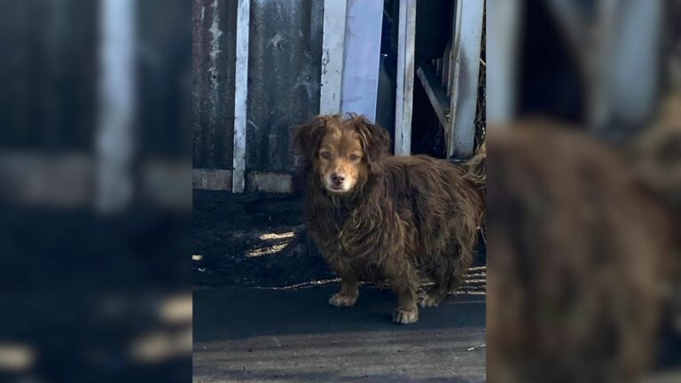 abandoned hairy dog