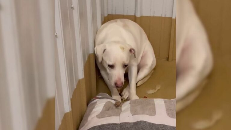 scared white pup