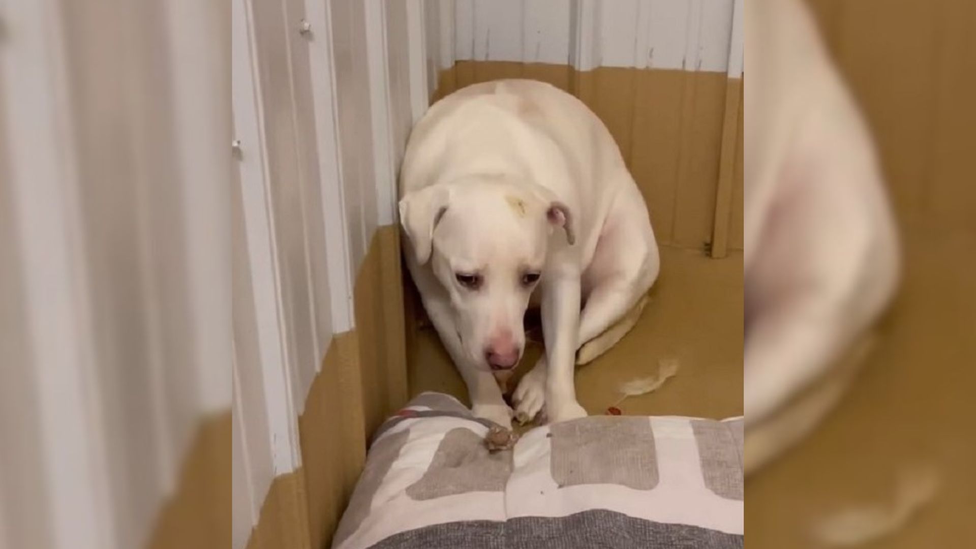 Fearful Pup Feels Love For The First Time Thanks To Kind North Carolina Rescuer