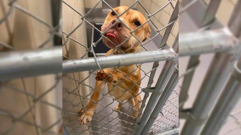 cute shelter dog