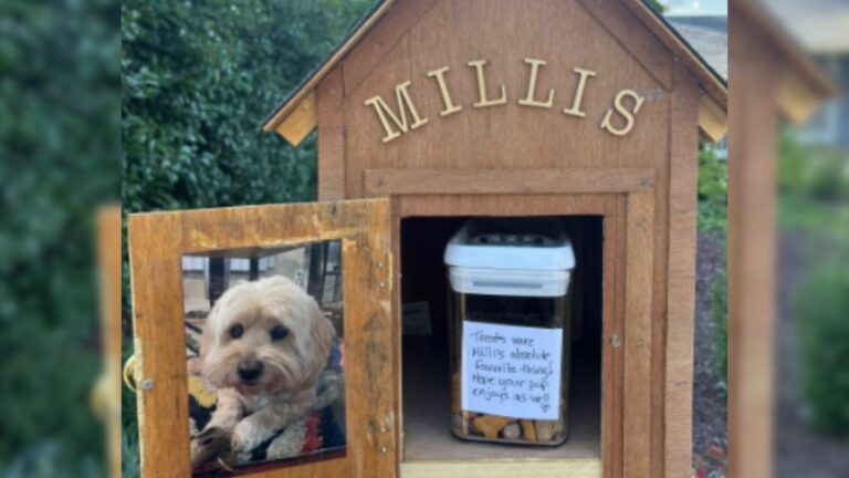 dog treat stop box