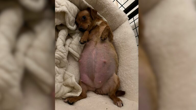 mama dog lying