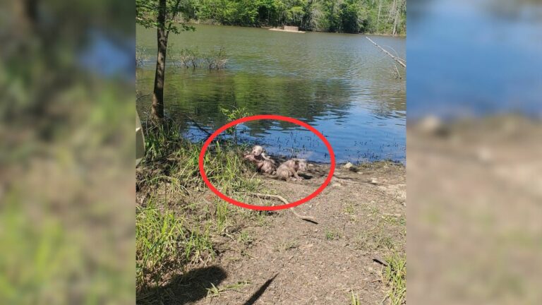 photo of lake