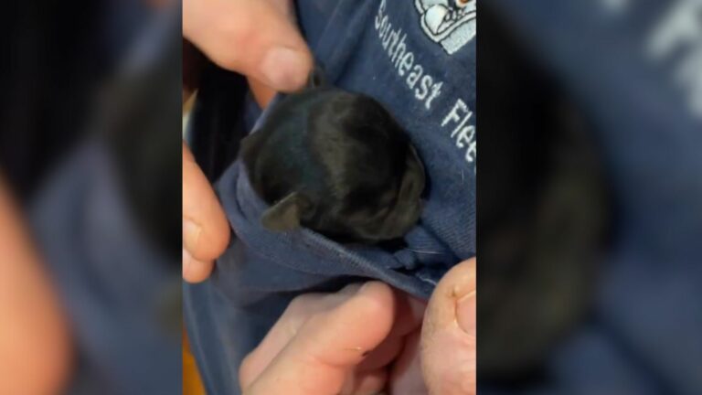 tiny puppy in pocket