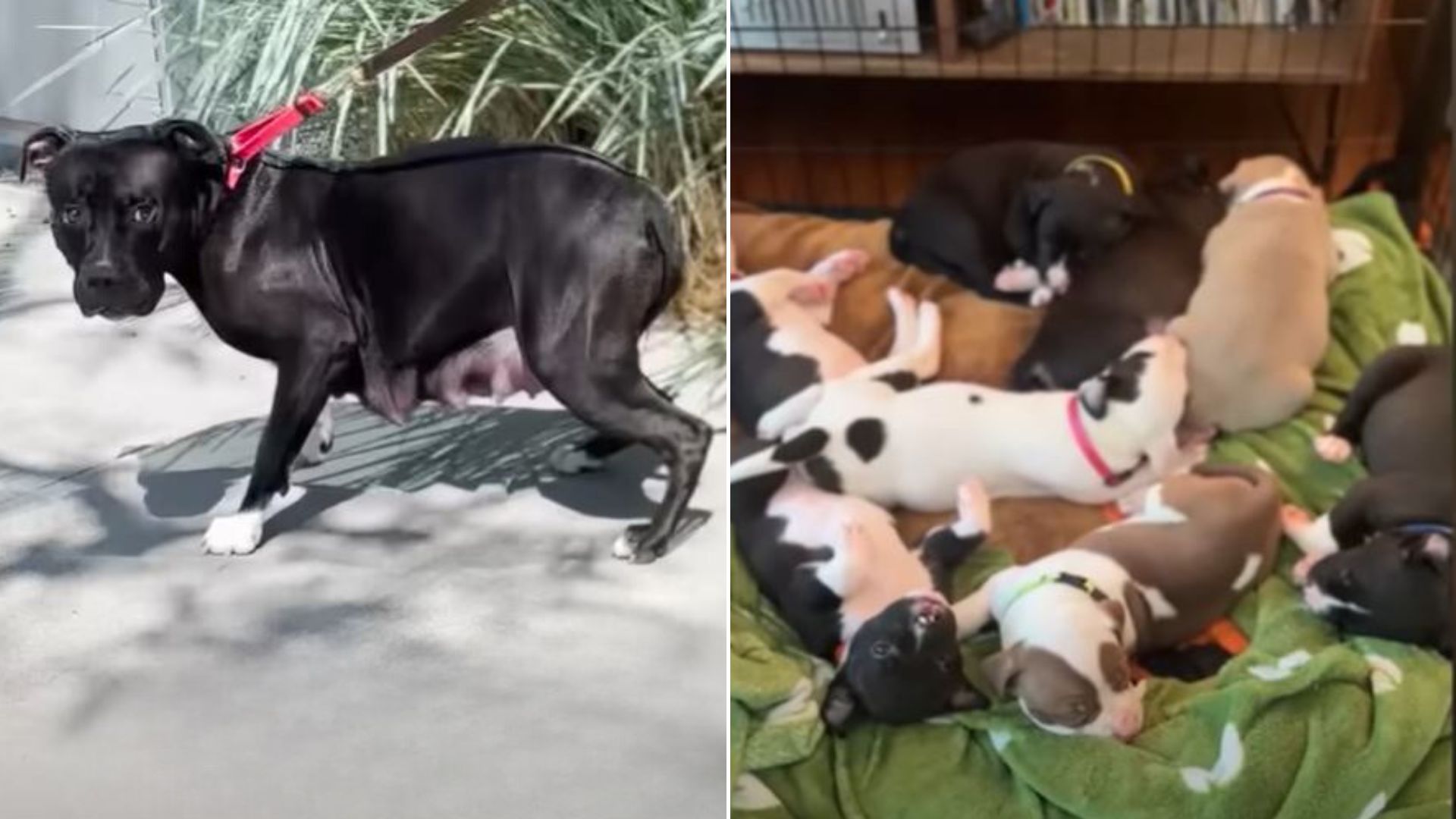 Heavily Pregnant Pittie Struggling In California Shelter Finds The Perfect Family