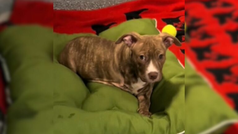 three legged shelter dog