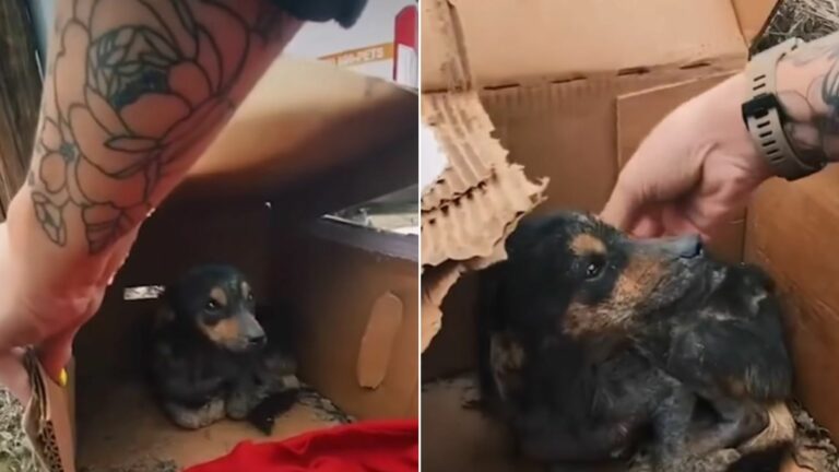 abandoned dog in a cardboard box