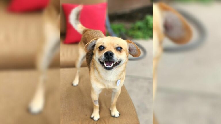 tiny dog loses his home