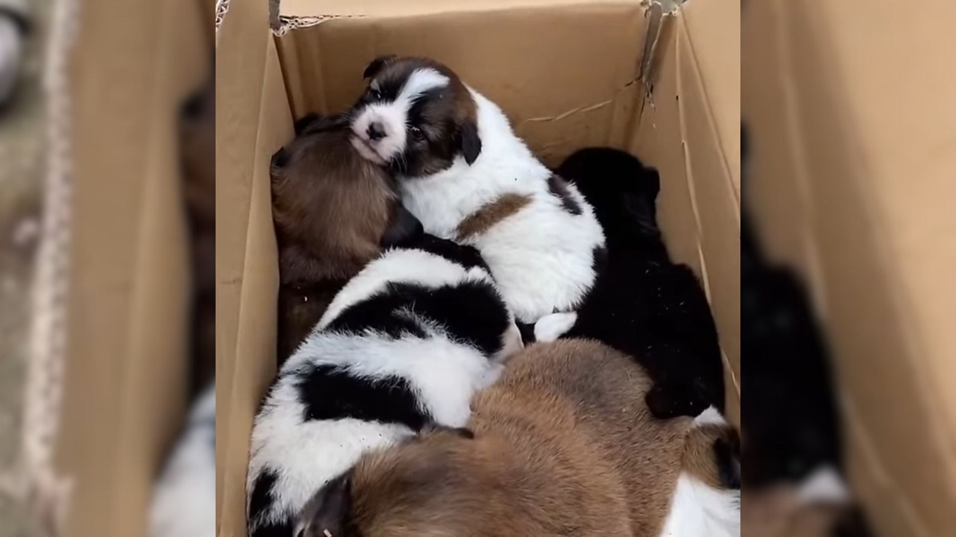 puppies in a cardbox