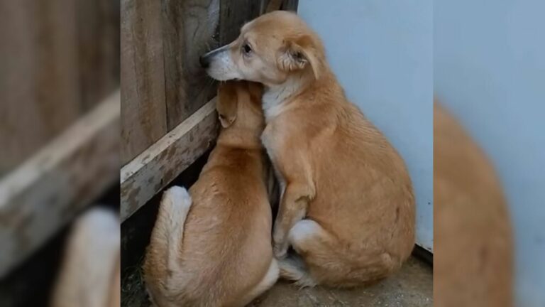twin dogs