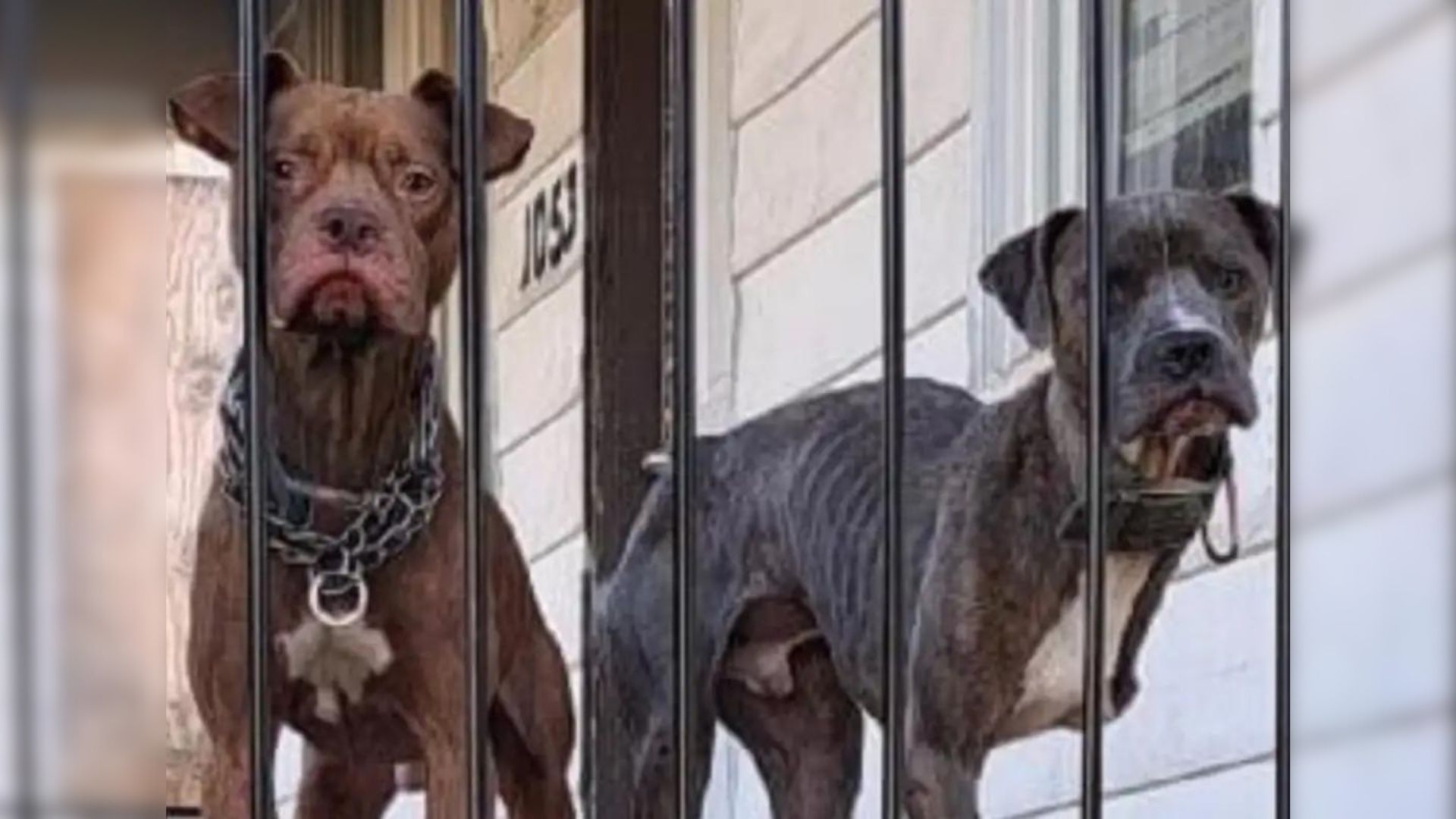 Two Malnourished Dogs, Left On A Porch, Were Looking At People With Sorrowful Eyes, Asking For Help