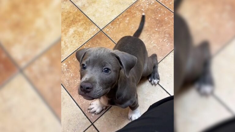 puppy at vet clinic