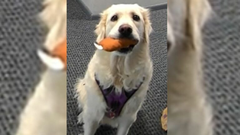 golden retriever patiently waiting