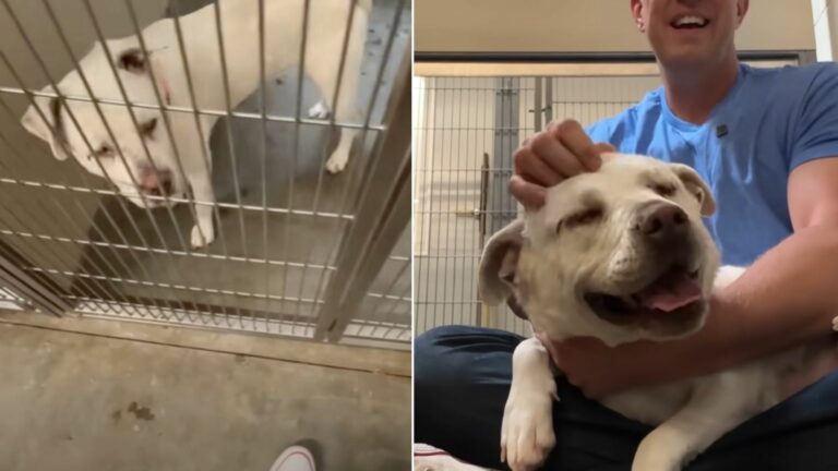 dogs reaction on man