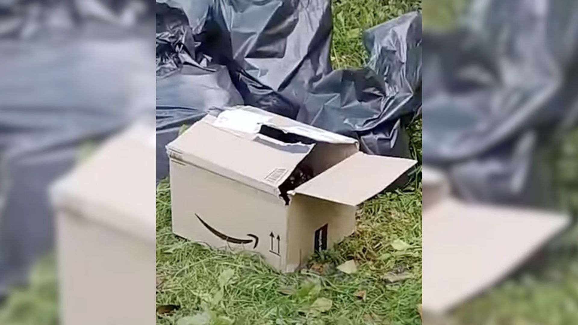 Man Saw Something Furry In An Amazon Box Next To Trash Bags So He Went To Check It Out