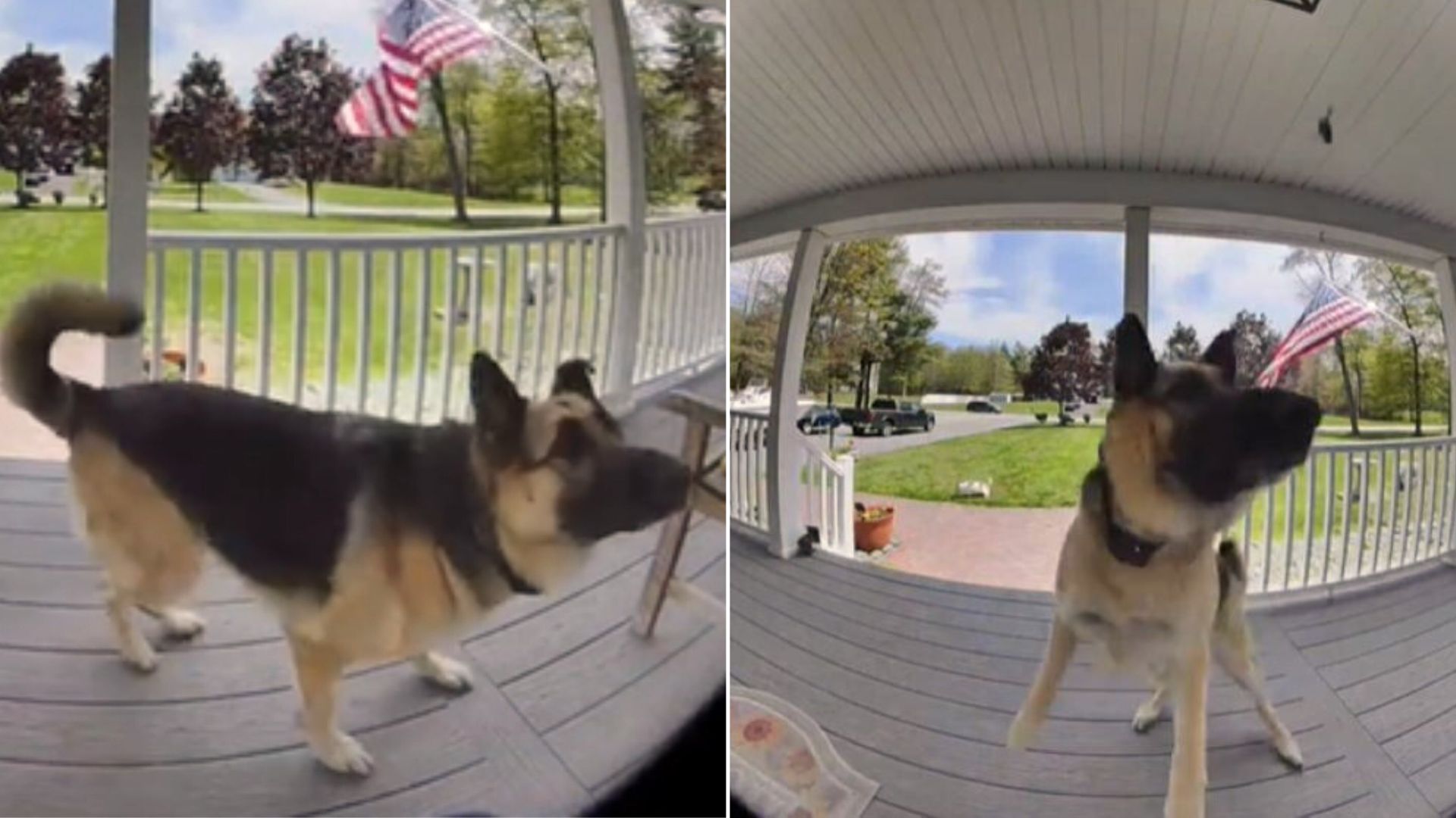 dog protected family from intruder