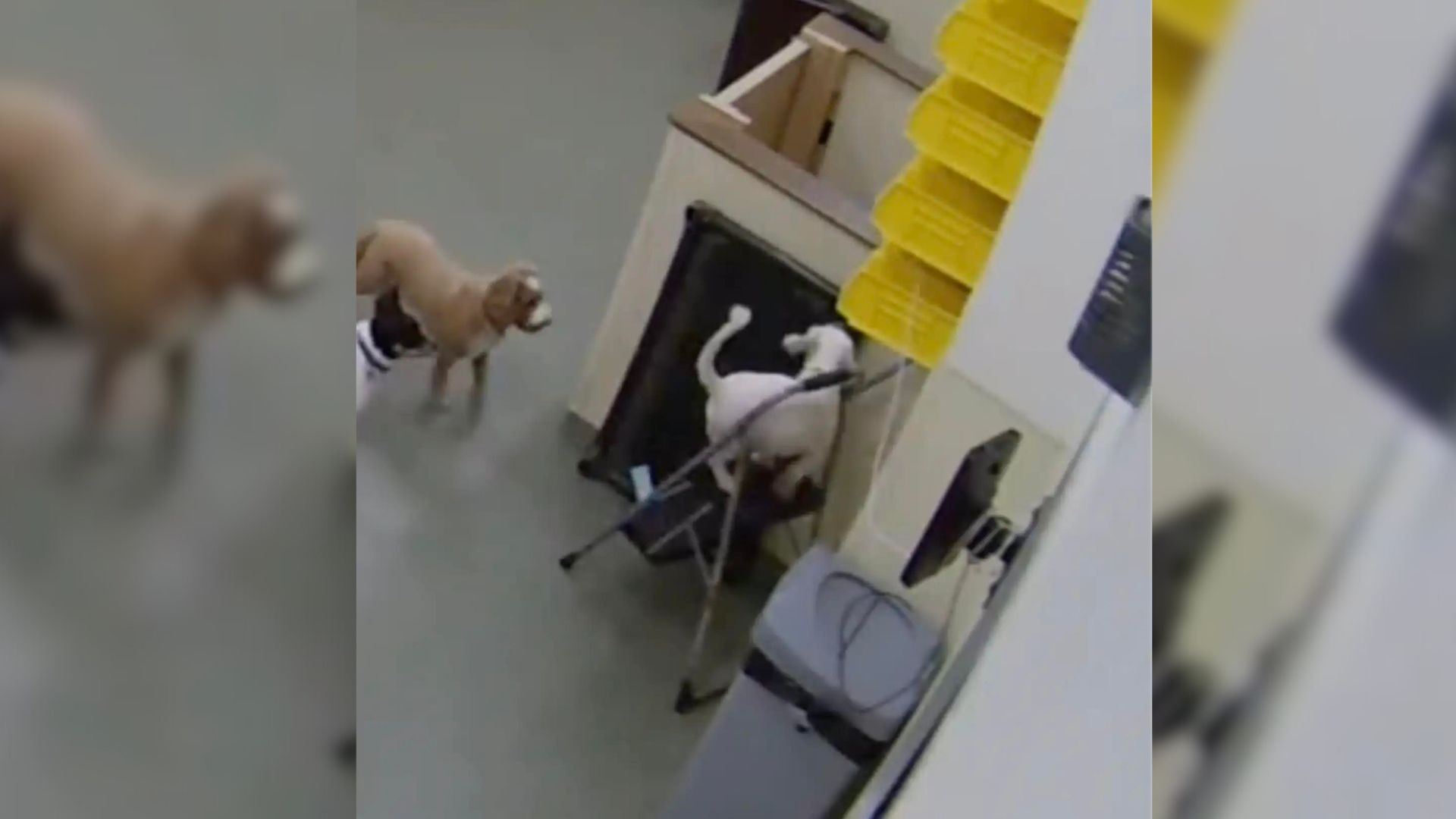 dogs plan to escape the daycare