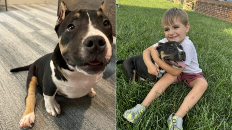 dog with kid