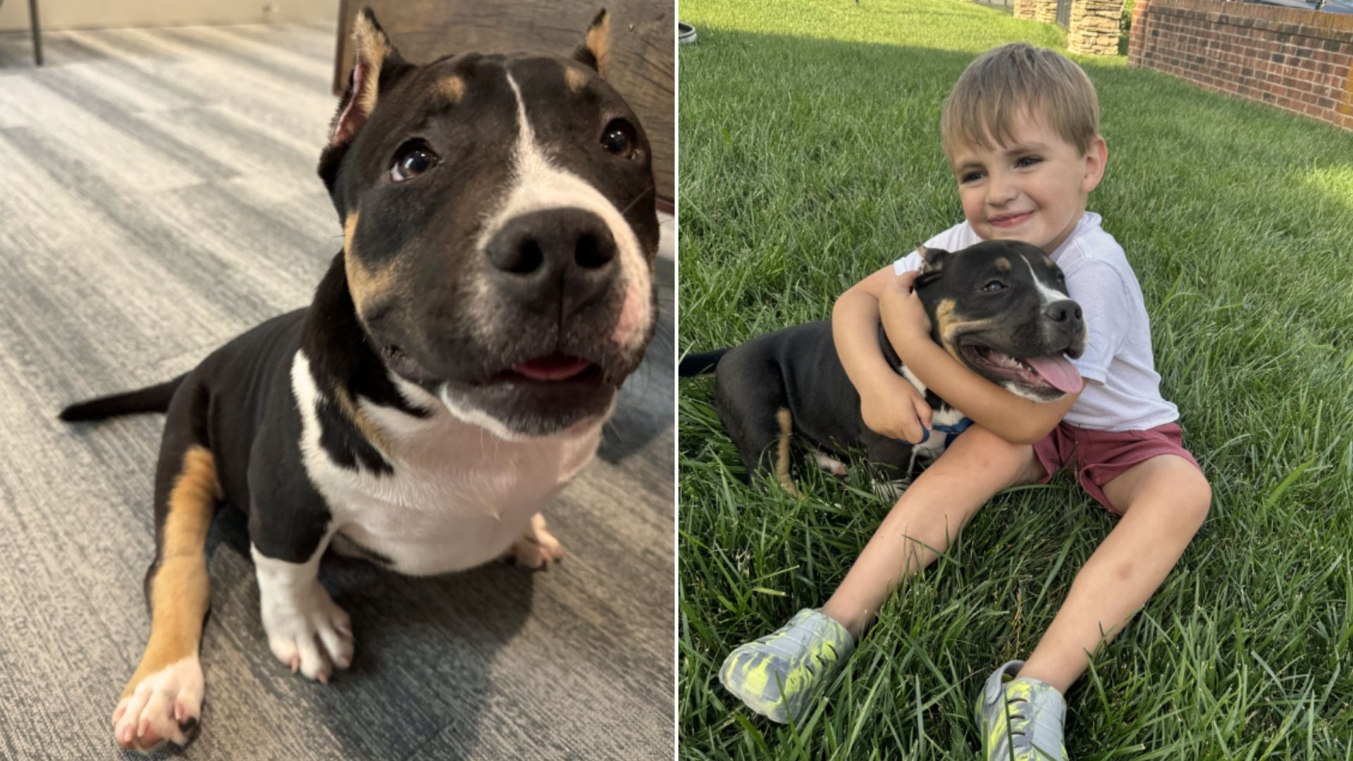 dog with kid