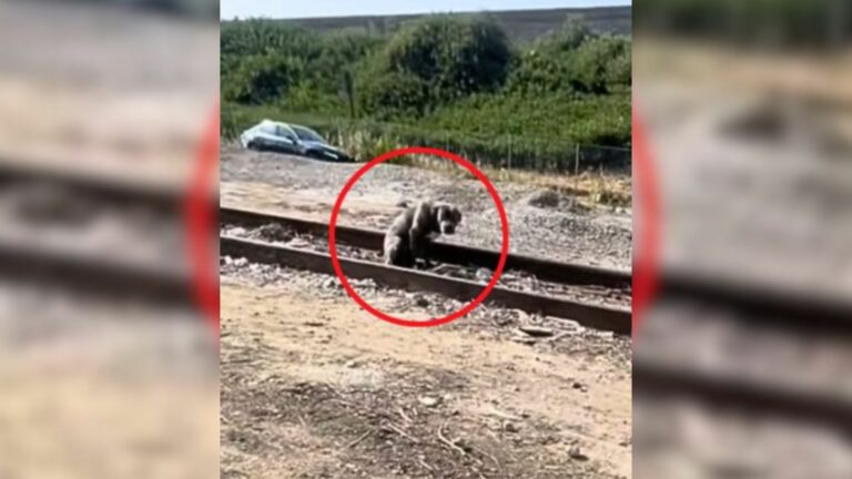 dog standing on a train tracks