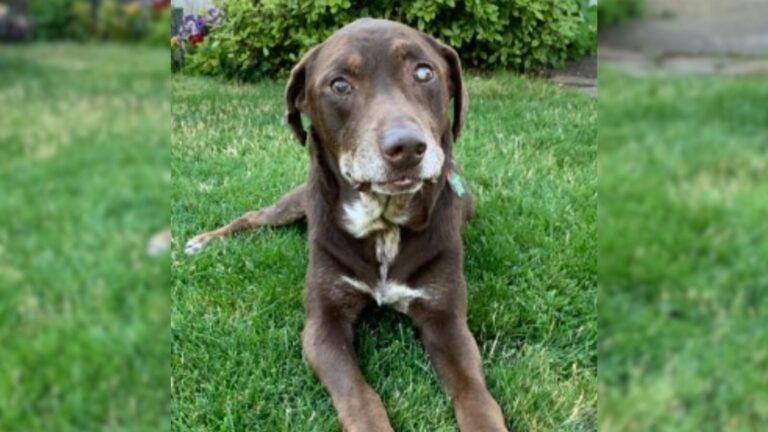 sick senior dog before euthanasia