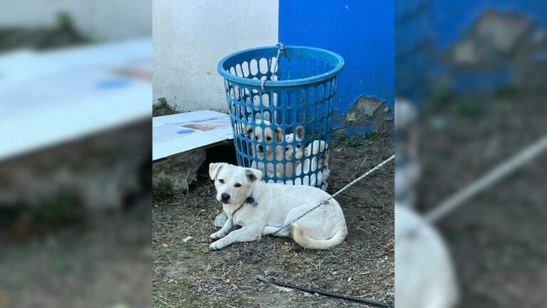 tied dog