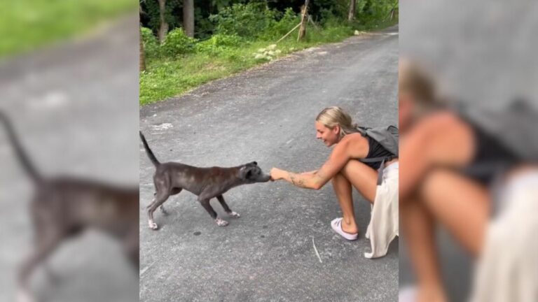 woman approaching stray pup