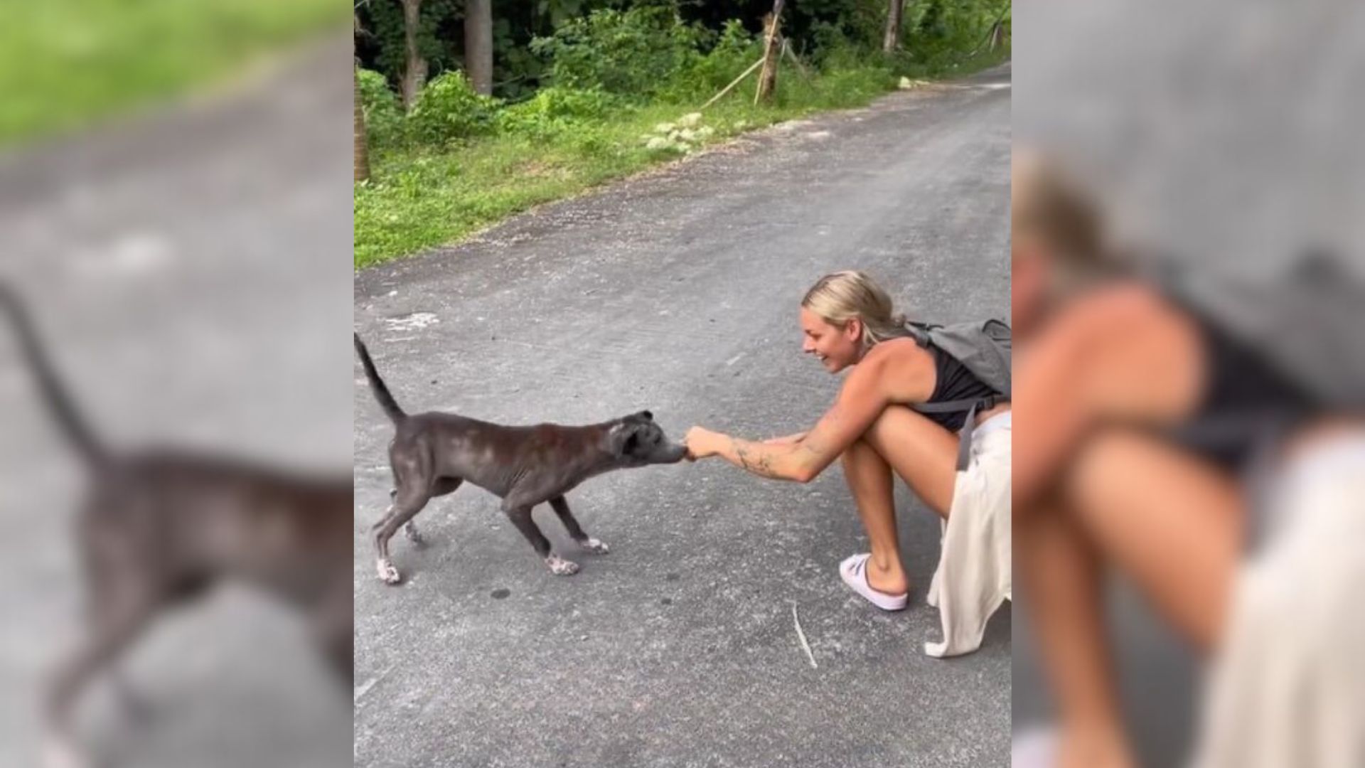woman approaching stray pup