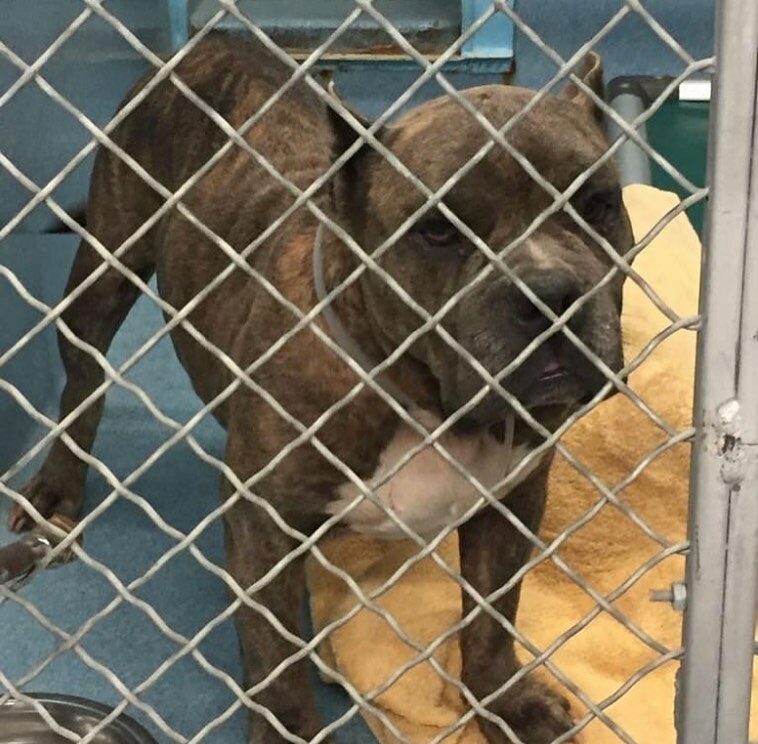 abandoned dog
